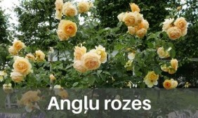 Angļu rozes