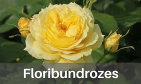 Floribundrozes