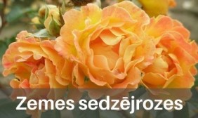 Zemes sedzējrozes