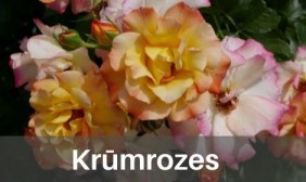 Krūmrozes