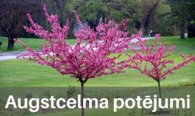 Augstcelma potējumi